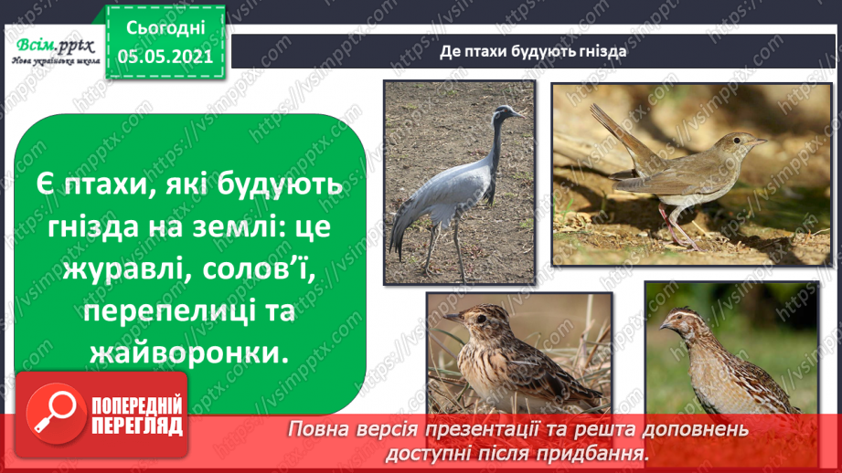 №045 - Різноманітність тварин у природі. Птахи10