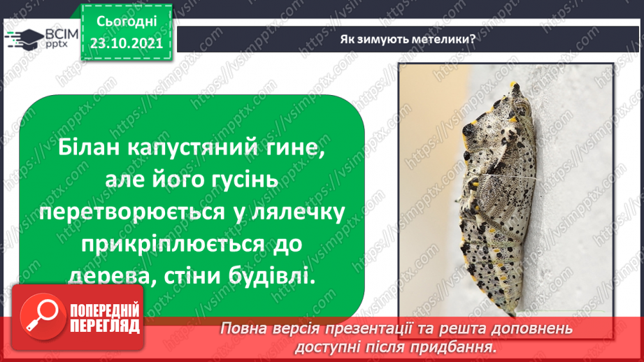 №030 - Як територія може стати домівкою? Комікс: «Як зимують комахи?»17 №030 - Як територія може стати домівкою? Комікс: «Як зимують комахи?»17