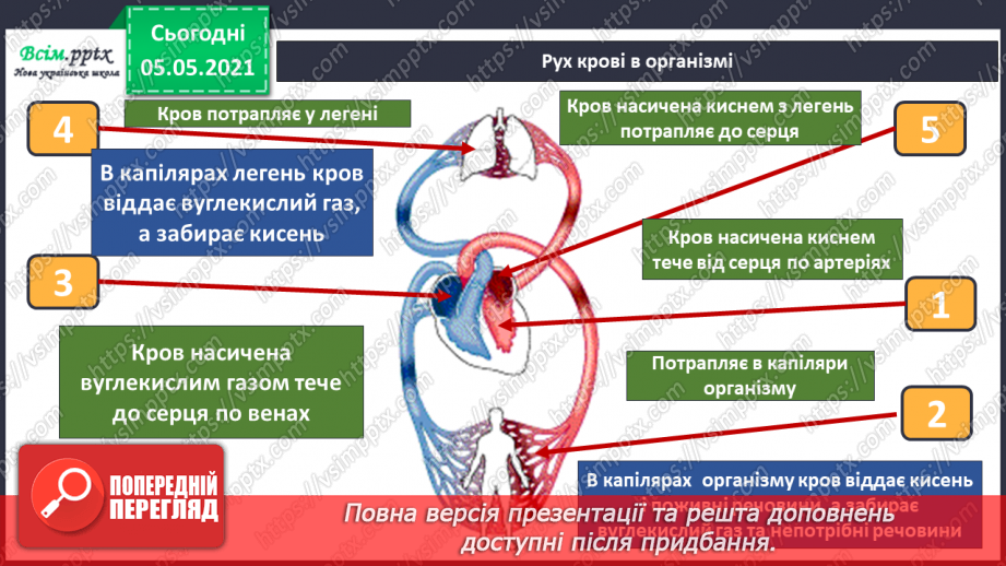 №072 - Для чого людині органи кровообігу?11 №072 - Для чого людині органи кровообігу?11