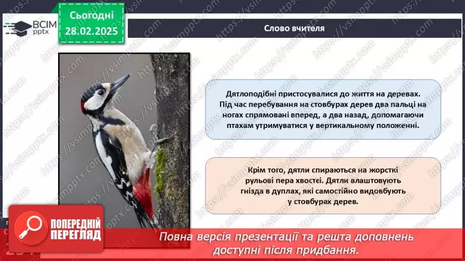 №65 - Різноманітність птахів.17