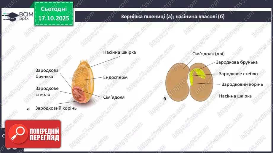 №026 - Дводольні та Однодольні покритонасінні рослини.6 №026 - Дводольні та Однодольні покритонасінні рослини.6