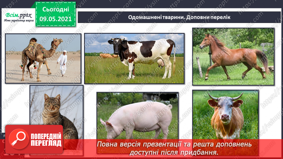 №070 - Як дикі тварини стали свійськими?11