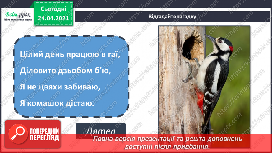 №19 - Малювання птахів (олівець). Створення сторінки Червоної книги з малюнком птаха7