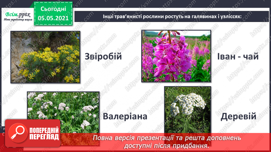 №050 - Природні угруповання. Природне угруповання — ліс.14