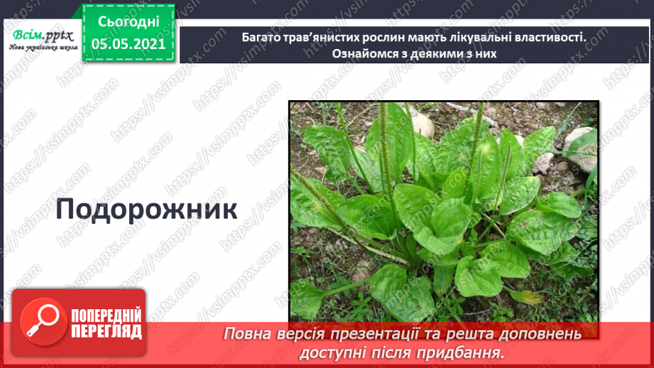 №036 - Квіткові рослини.21