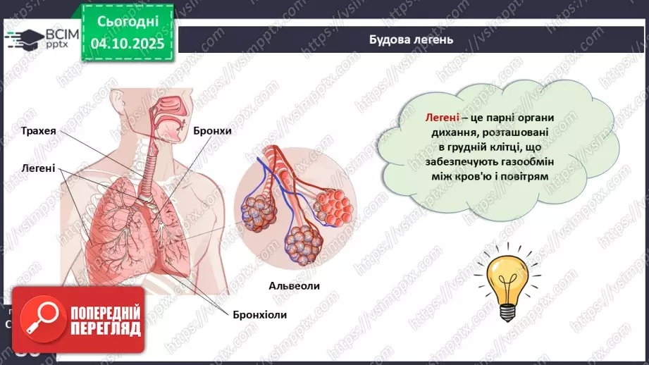 №019 - Будова й функції дихальної системи людини. Дихальні рухи. Газообмін у легенях і тканинах.15 №019 - Будова й функції дихальної системи людини. Дихальні рухи. Газообмін у легенях і тканинах.15