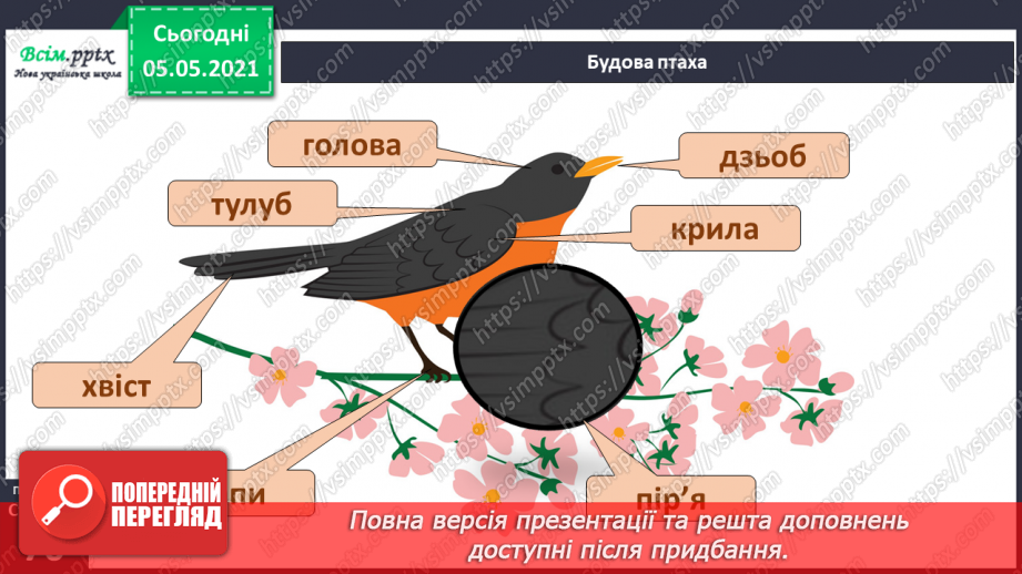 №045 - Різноманітність тварин у природі. Птахи5