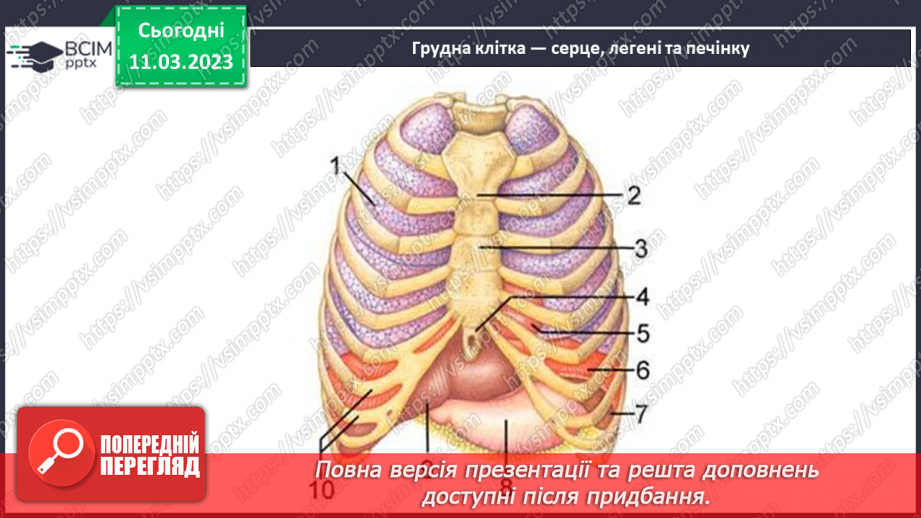 №53 - Органи опори й руху людини. Функції м’язів.13