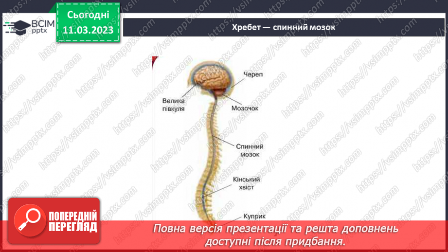 №53 - Органи опори й руху людини. Функції м’язів.12