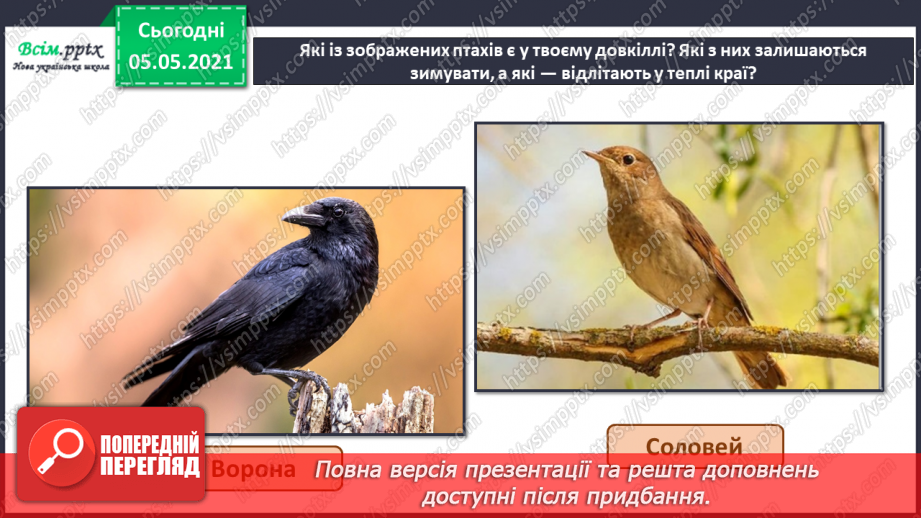 №045 - Різноманітність тварин у природі. Птахи15