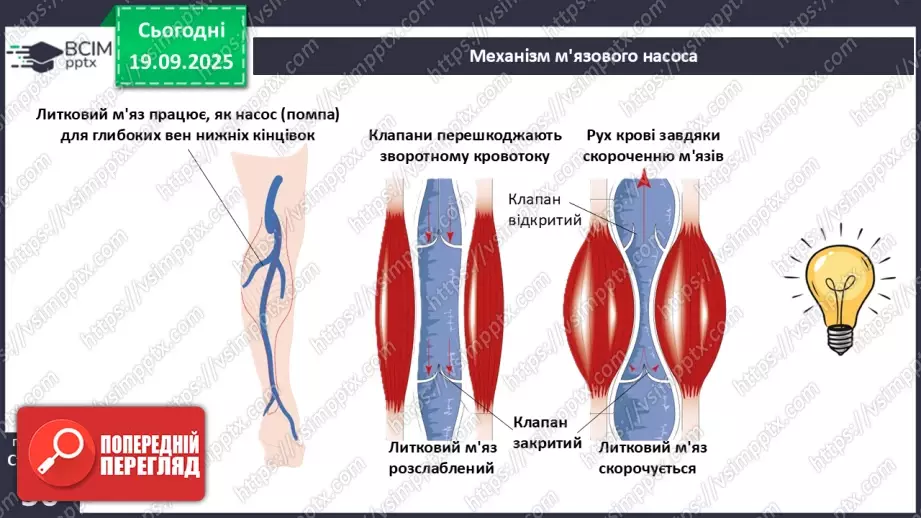 №013 - Кровоносні судини. Кровообіг.18 №013 - Кровоносні судини. Кровообіг.18