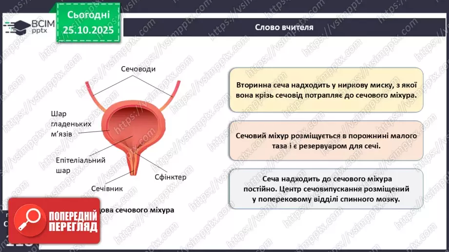 №029 - Будова й функції сечовидільної системи людини. Сечоутворення.20 №029 - Будова й функції сечовидільної системи людини. Сечоутворення.20