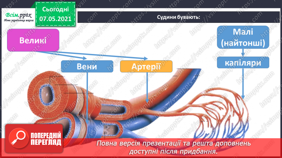№054 - Яке значення має кровоносна система. Вимірювання частоти свого пульсу12 №054 - Яке значення має кровоносна система. Вимірювання частоти свого пульсу12