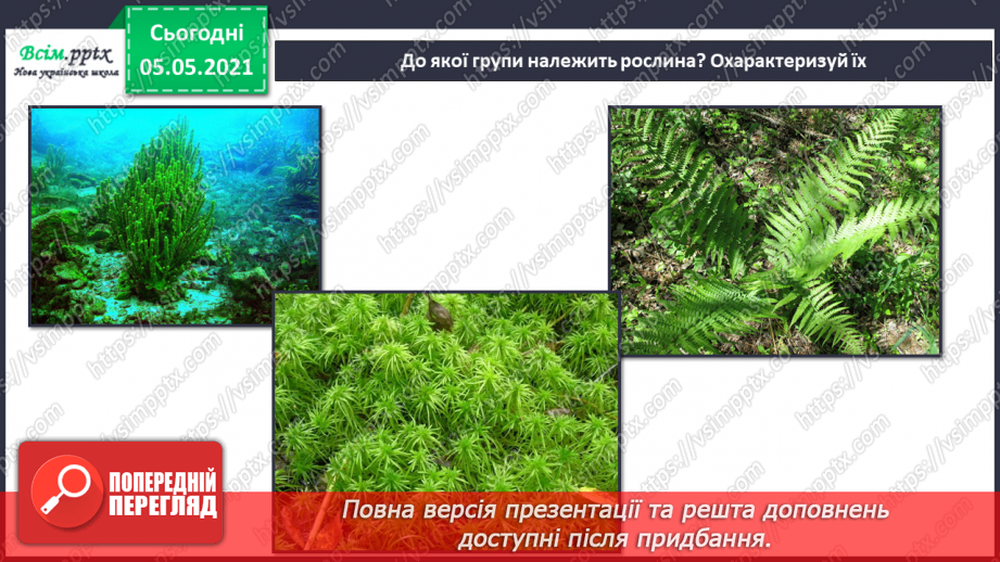 №034 - Папороті.25 №034 - Папороті.25