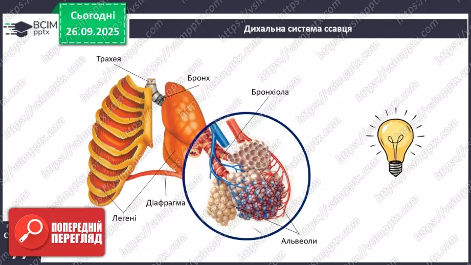 №018 - Дихання як властивість живого. Органи дихання в безхребетних тварин. Еволюція дихальної системи хордових.27 №018 - Дихання як властивість живого. Органи дихання в безхребетних тварин. Еволюція дихальної системи хордових.27