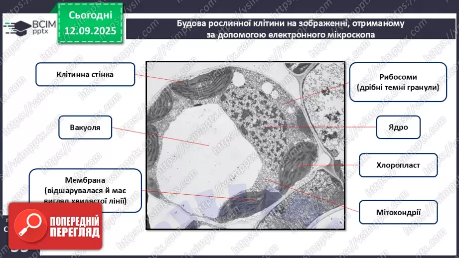 №011 - Особливості клітин рослин.19 №011 - Особливості клітин рослин.19