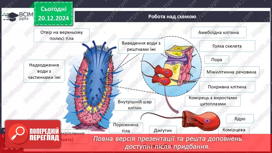 №49 - Різноманітність тварин. Губки.12