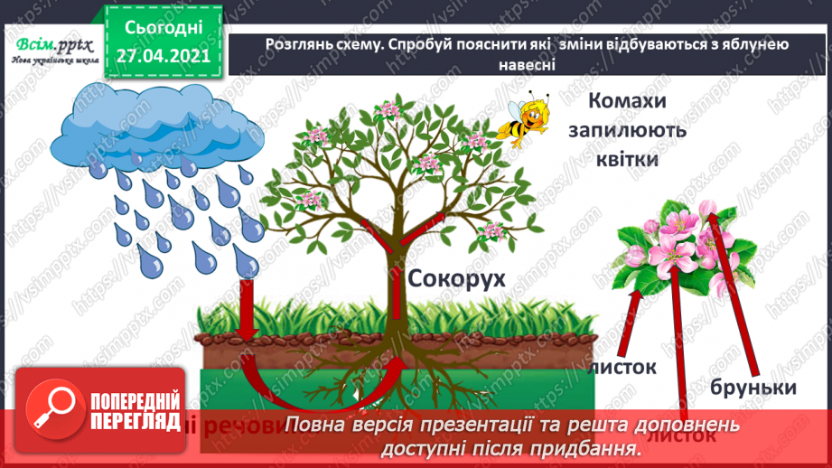 №075 - Як почуваються рослини навесні?20 №075 - Як почуваються рослини навесні?20