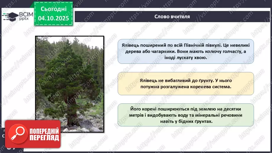№019 - Голонасінні рослини: значення в екосистемах і використання.21 №019 - Голонасінні рослини: значення в екосистемах і використання.21