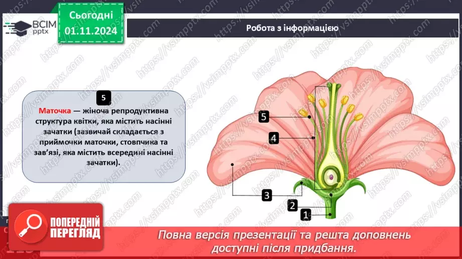 №32 - Квіткові. Квітка і суцвіття. Запилення.19 №32 - Квіткові. Квітка і суцвіття. Запилення.19