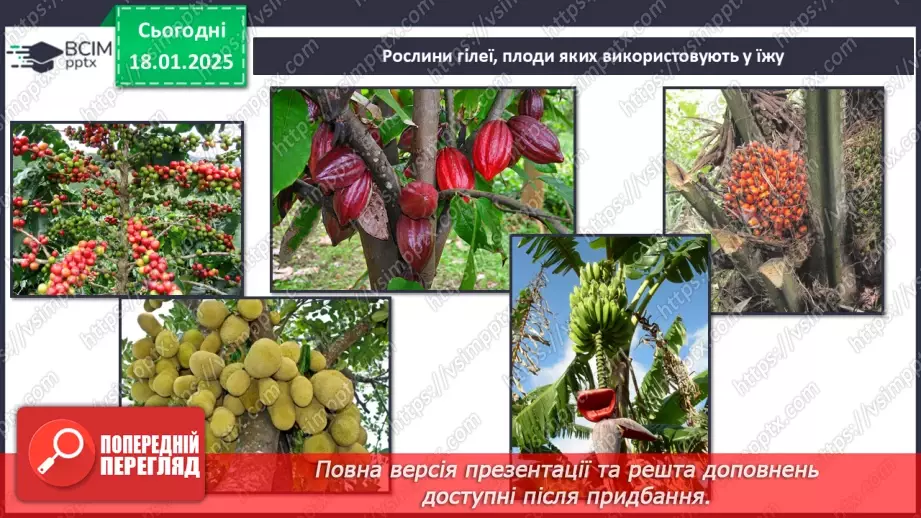 №37 - У чому особливість природних зон Південної Америки.11