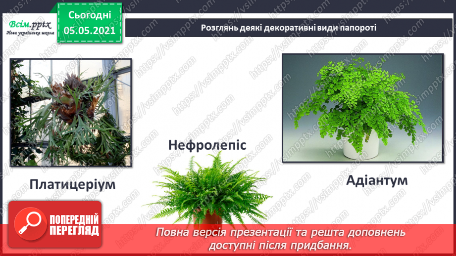 №034 - Папороті.20 №034 - Папороті.20