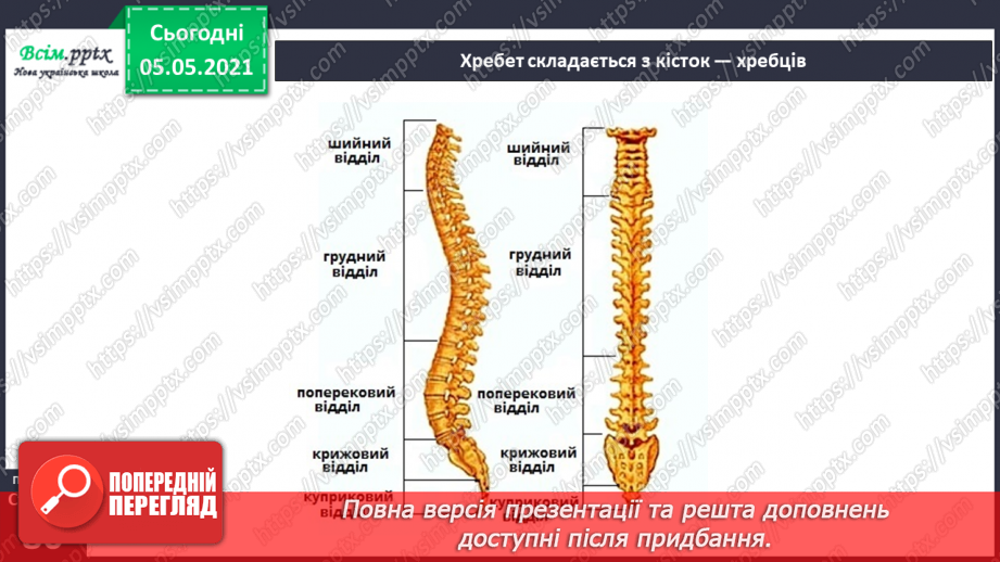 №057-58 - Скелет — опора тіла.13 №057-58 - Скелет — опора тіла.13