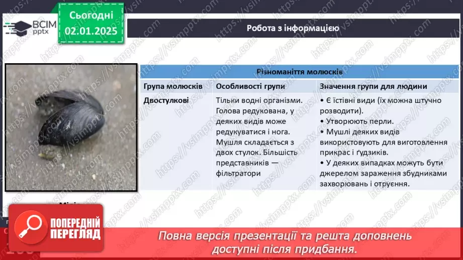 №52 - Молюски.18 №52 - Молюски.18