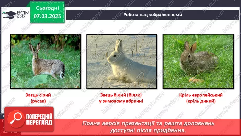 №68 - Різноманітність ссавців. Першозвірі. Сумчасті.  Комахоїдні. Рукокрилі. Гризуни.22