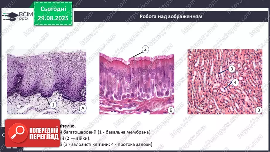 №005 - Тканини організму людини.11 №005 - Тканини організму людини.11