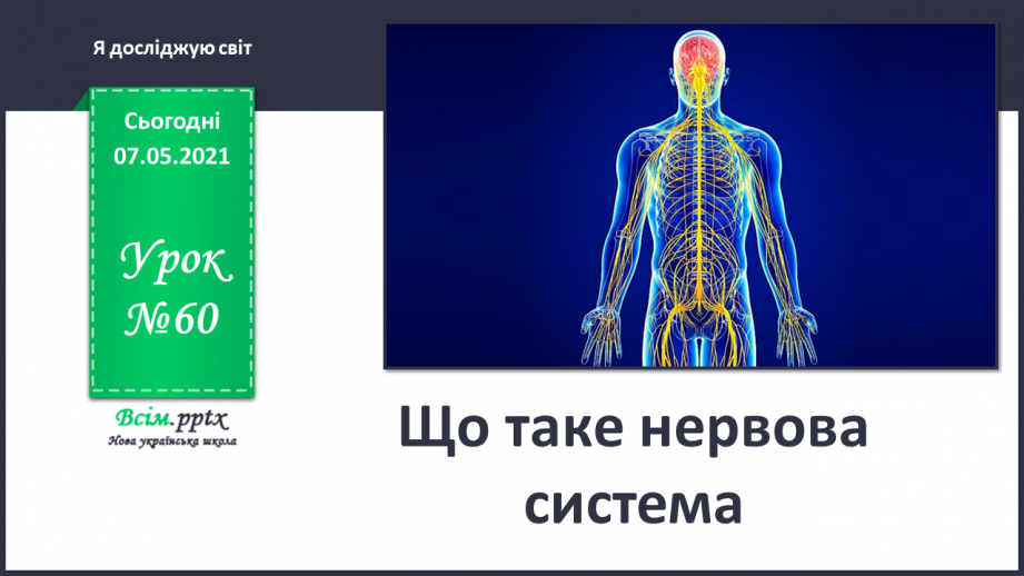 №060 - Що таке нервова система.0 №060 - Що таке нервова система.0