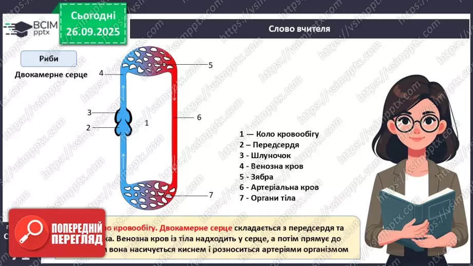 №016 - Еволюція кровоносної системи.16 №016 - Еволюція кровоносної системи.16