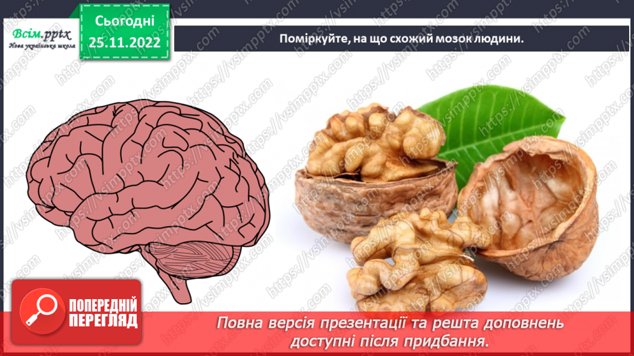 №15 - Капелюх-мозок. Виготовлення капелюха для ознайомлення з будовою мозку15 №15 - Капелюх-мозок. Виготовлення капелюха для ознайомлення з будовою мозку15