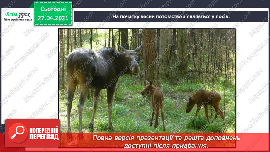 №088-89 - Які турботи приносить весна звірам?19