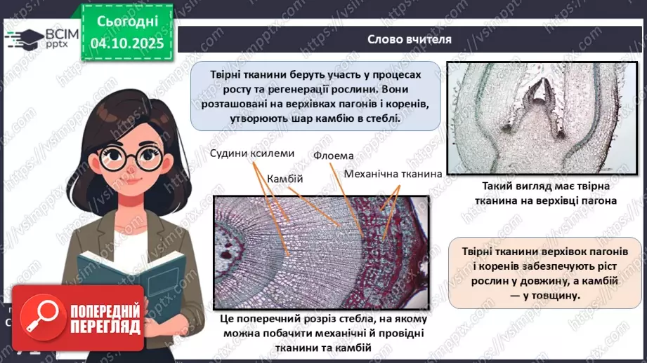 №021 - Покритонасінні рослини: тканини та будова кореня8 №021 - Покритонасінні рослини: тканини та будова кореня8