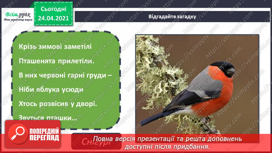 №19 - Малювання птахів (олівець). Створення сторінки Червоної книги з малюнком птаха10