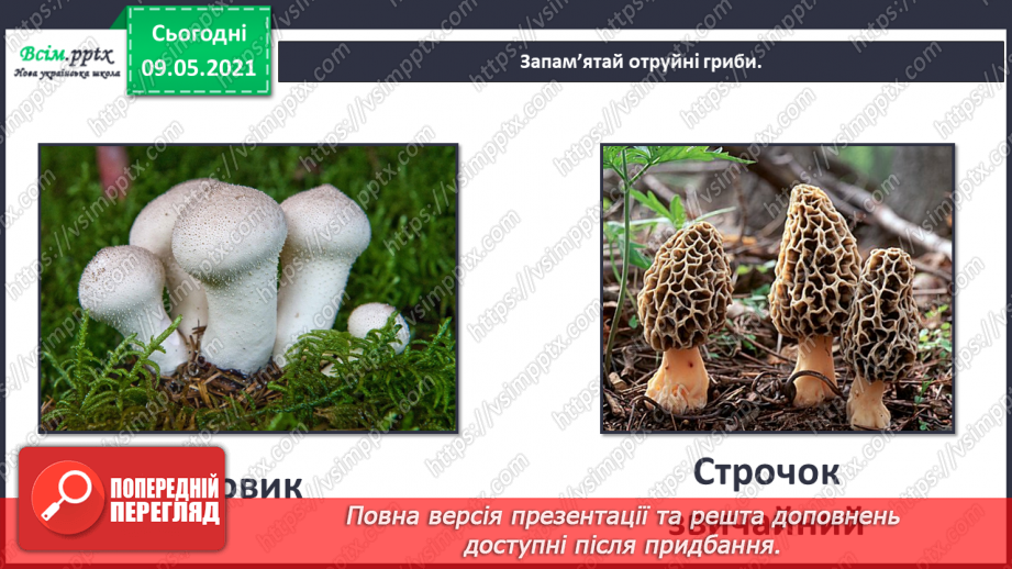 №079 - У чому загадковість світу грибів?16