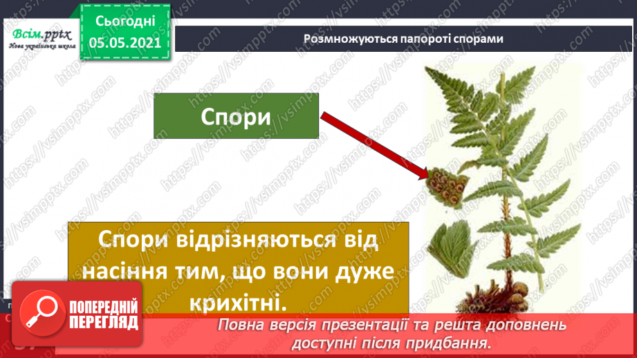 №034 - Папороті.13 №034 - Папороті.13