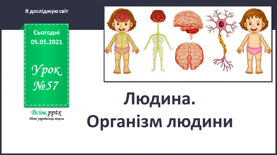 №057 - Людина. Організм людини0 №057 - Людина. Організм людини0