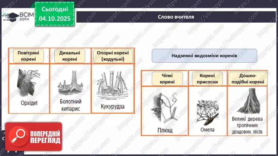 №021 - Покритонасінні рослини: тканини та будова кореня25 №021 - Покритонасінні рослини: тканини та будова кореня25