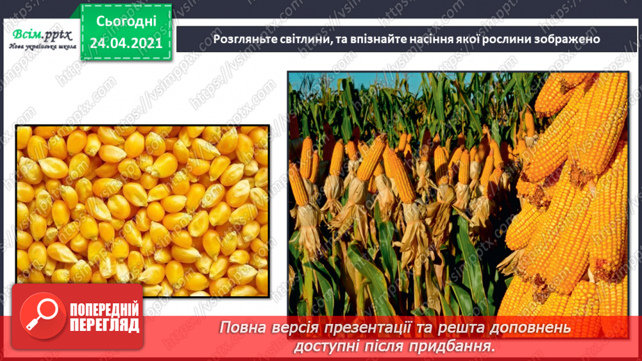 №10 - Творчі експерименти. Створення декоративної композиції із насіння рослин11