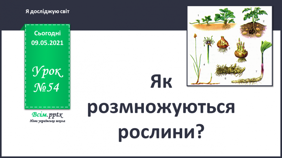 №054 - Як розмножуються рослини?0 №054 - Як розмножуються рослини?0