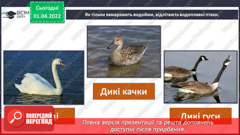 №084 - Як мандрують птахи?8 №084 - Як мандрують птахи?8