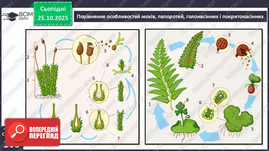 №029 - Загальний огляд еволюції рослин. Порівняння особливостей мохів, папоротей, голонасінних і покритонасінних рослин.16 №029 - Загальний огляд еволюції рослин. Порівняння особливостей мохів, папоротей, голонасінних і покритонасінних рослин.16