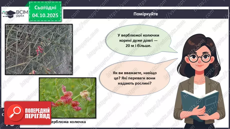 №021 - Покритонасінні рослини: тканини та будова кореня19 №021 - Покритонасінні рослини: тканини та будова кореня19