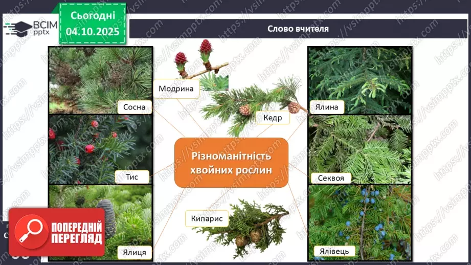 №019 - Голонасінні рослини: значення в екосистемах і використання.17 №019 - Голонасінні рослини: значення в екосистемах і використання.17