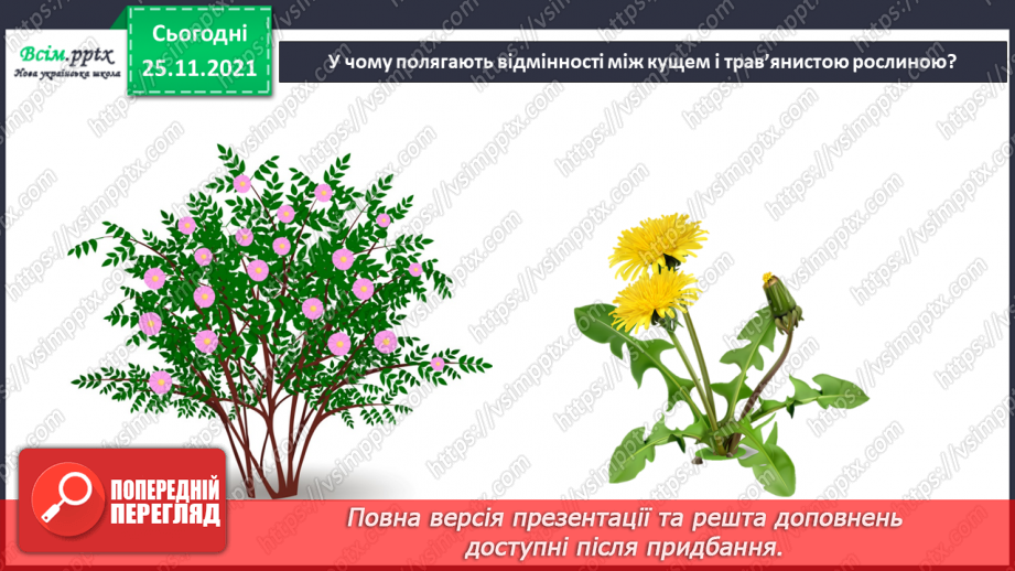 №099 - Які трав’янисті рослини називають «синоптиками», а які — «годинниками»?4