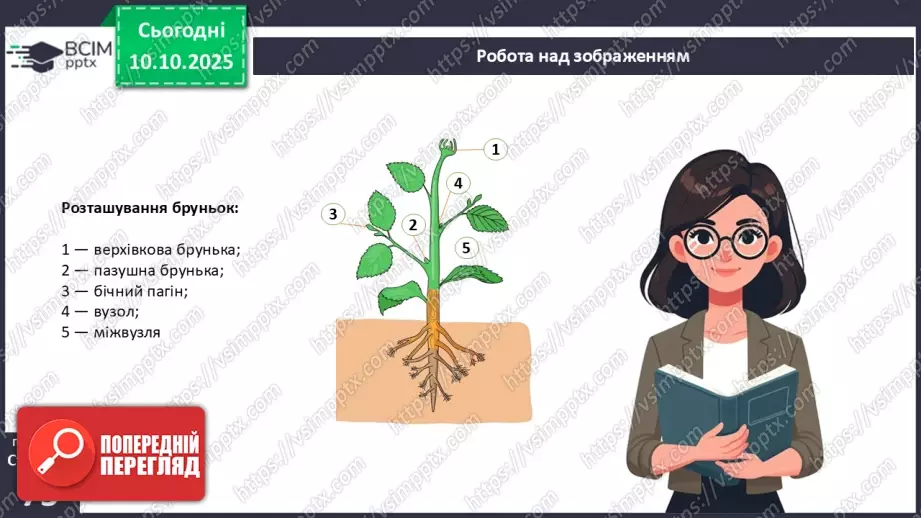 №022 - Покритонасінні рослини: будова бруньки, пагона й листка.8 №022 - Покритонасінні рослини: будова бруньки, пагона й листка.8