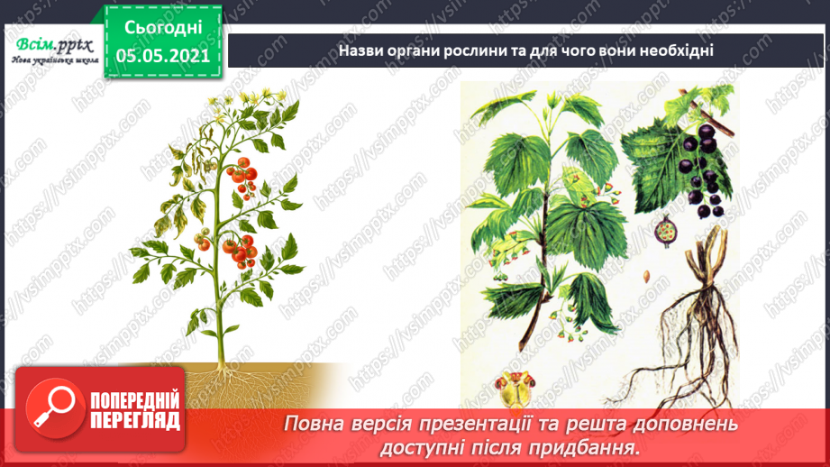 №030 - Рослини. Будова рослин22 №030 - Рослини. Будова рослин22