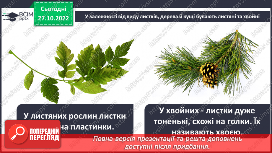 №031 - Класифікація рослин.7 №031 - Класифікація рослин.7